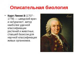 Описательная биология Карл Линне й (1707 - 1778)&nbsp;— шведский врач и натурали