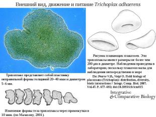 Внешний вид, движение и питание Trichoplax adhaerens