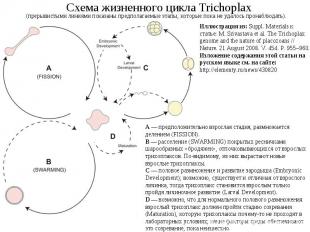 Схема жизненного цикла Trichoplax