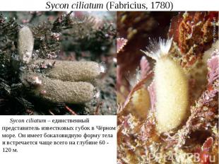 Sycon ciliatum (Fabricius, 1780)