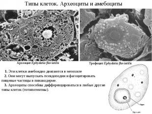 Типы клеток. Археоциты и амебоциты