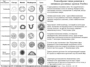 Разнообразие типов развития и личинки в различных группах Porifera