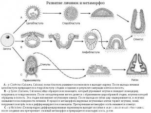 Развитие личинок и метаморфоз