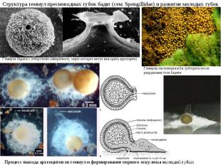 Структура геммул пресноводных губок бадяг (сем. Spongillidae) и развитие молодых