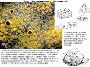 Класс Обыкновенные губки (Demospongiae)