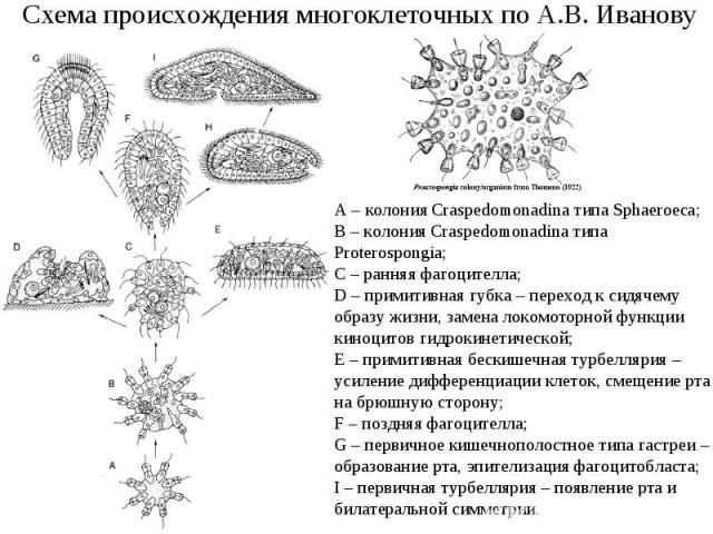 Схема происхождения многоклеточных по А.В. Иванову