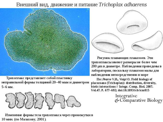 Внешний вид, движение и питание Trichoplax adhaerens