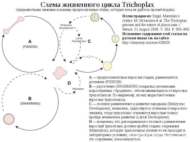 Схема жизненного цикла Trichoplax