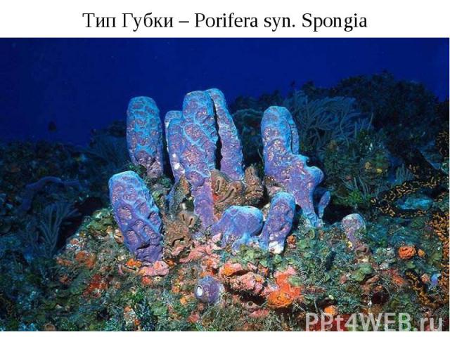 Тип Губки – Porifera syn. Spongia