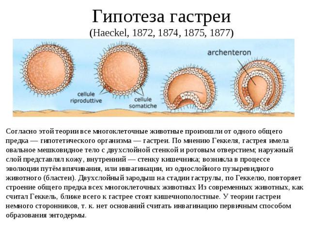 Гипотеза гастреи (Haeckel, 1872, 1874, 1875, 1877)