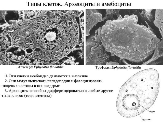 Типы клеток. Археоциты и амебоциты