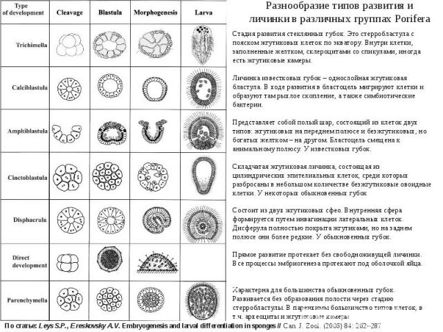 Разнообразие типов развития и личинки в различных группах Porifera