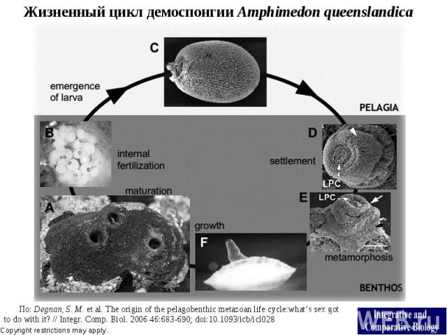 Жизненный цикл демоспонгии Amphimedon queenslandica