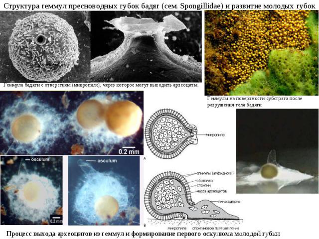 Структура геммул пресноводных губок бадяг (сем. Spongillidae) и развитие молодых губок