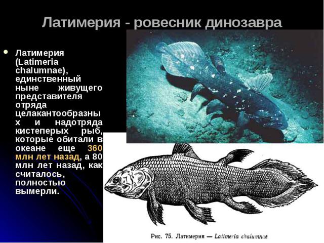 Латимерия (Latimeria chalumnae), единственный ныне живущего представителя отряда целакантообразных и надотряда кистеперых рыб, которые обитали в океане еще 360 млн лет назад, а 80 млн лет назад, как считалось, полностью вымерли. Латимерия (Latimeria…