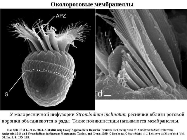 Околоротовые мембранеллы