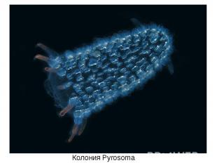 Колония Pyrosoma