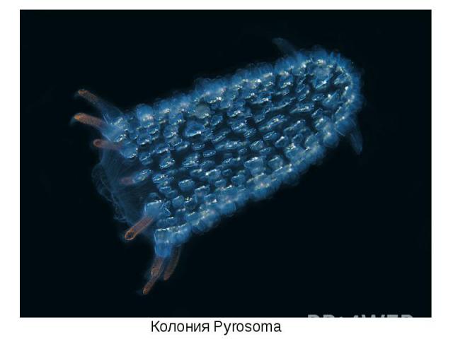 Колония Pyrosoma
