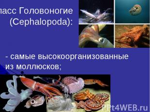 Класс Головоногие (Cephalopoda):