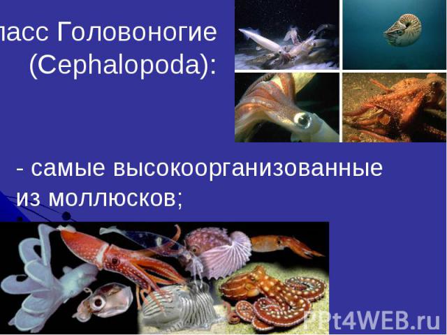Класс Головоногие (Cephalopoda):