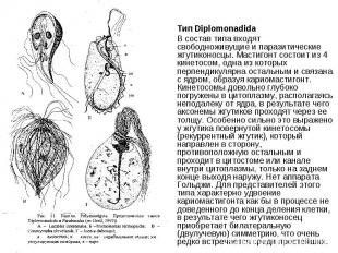 Тип Diplomonadida В состав типа входят свободноживущие и паразитические жгутикон