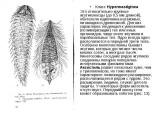 Класс Нуреrmastiginea Это относительно крупные жгутиконосцы (до 0,5 мм длиной),