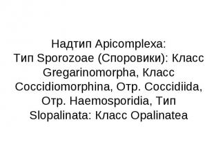Надтип Apicomplexa: Тип Sporozoaе (Споровики): Класс Gregarinomorpha, Класс Cocc