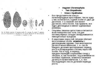 Надтип Chromophyta Тип Slopalinata Класс Opalinatea Все представители класса - п