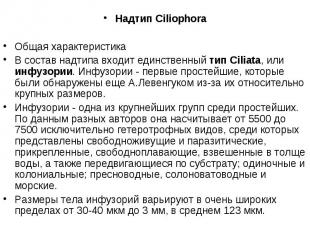 Надтип Ciliophora Общая характеристика В состав надтипа входит единственный тип