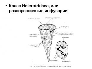 Класс Heterotrichea, или разноресничные инфузории,