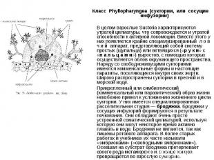 Класс Phyllopharyngea (суктории, или сосущие инфузории) В целом взрослые Suctori