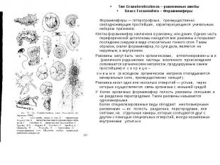 Тип Granuloreticulosea – раковинные амебы Класс Foraminifera – Фораминиферы Фора