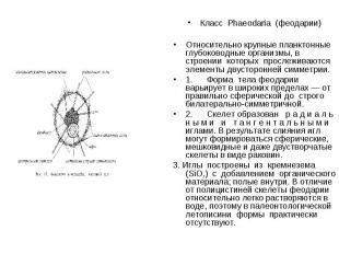 Класс Phaeodaria (феодарии) Относительно крупные планктонные глубоководные орган
