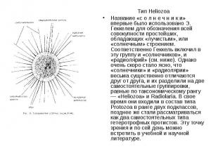 Тип Heliozoa Название «с о л н е ч н и к и» впервые было использовано Э. Геккеле