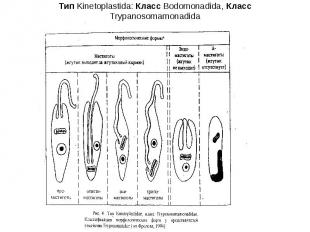 Tип Kinetoplastida: Класс Bodomonadida, Класс Trypanosomamonadida
