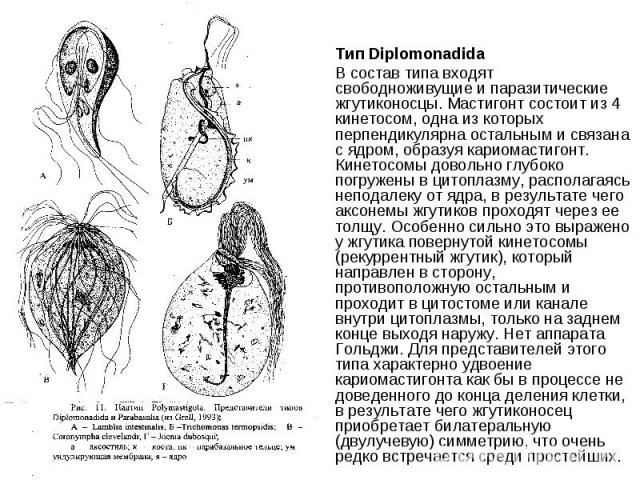 Тип Diplomonadida В состав типа входят свободноживущие и паразитические жгутиконосцы. Мастигонт состоит из 4 кинетосом, одна из которых перпендикулярна остальным и связана с ядром, образуя кариомастигонт. Кинетосомы довольно глубоко погружены в цито…