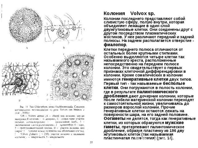 Колония Volvox sp. Колонии последнего представляют собой слизистую сферу, полую внутри, которая объединяет лежащие в один слой двужгутиковые клетки. Они соединены друг с другом посредством плазматических мостиков. У нее различают передний и задний п…