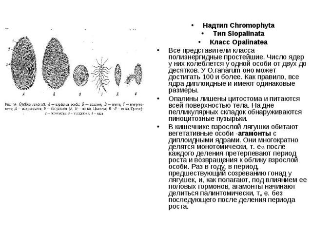 Надтип Chromophyta Тип Slopalinata Класс Opalinatea Все представители класса - полиэнергидные простейшие. Число ядер у них колеблется у одной особи от двух до десятков. У О.гаnarum оно может достигать 100 и более. Как правило, все ядра диплоидные и …