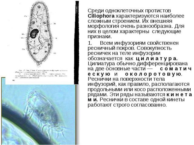 Среди одноклеточных протистов Ciliophora характеризуются наиболее сложным строением. Их внешняя морфология очень разнообразна. Для них в целом характерны следующие признаки. 1. Всем инфузориям свойственен ресничный покров. Совокупность ресничек на т…