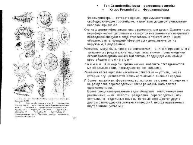 Тип Granuloreticulosea – раковинные амебы Класс Foraminifera – Фораминиферы Фораминиферы — гетеротрофные, преимущественно свободноживущие простейшие, характеризующиеся уникальным набором признаков. 1. Клетка фораминифер заключена в раковину, или дом…