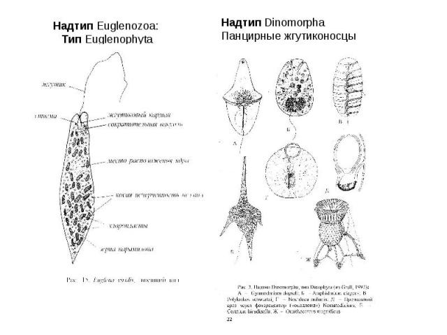 Надтип Euglenozoa: Tип Euglenophyta