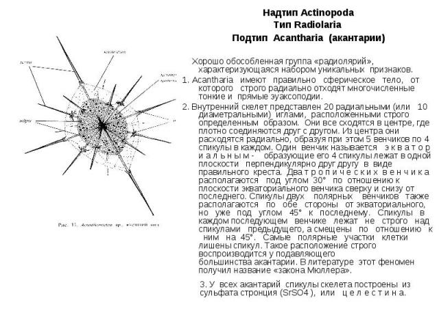 Надтип Actinopoda Тип Radiolaria Подтип Acantharia (акантарии) Хорошо обособленная группа «радиолярий», характеризующаяся набором уникальных признаков. 1. Acantharia имеют правильно сферическое тело, от которого строго радиально отходят многочисленн…