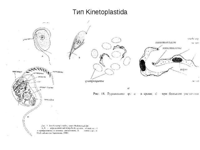 Тип Kinetoplastida