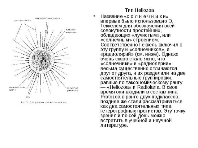 Тип Heliozoa Название «с о л н е ч н и к и» впервые было использовано Э. Геккелем для обозначения всей совокупности простейших, обладающих «лучистым», или «солнечным» строением. Соответственно Геккель включил в эту группу и «солнечников», и «радиоля…