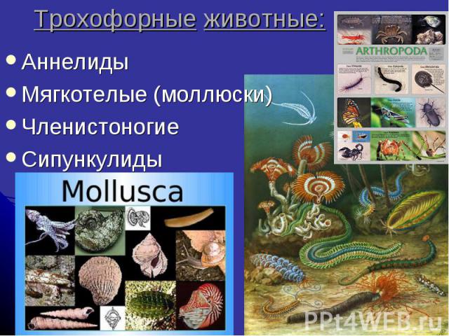Трохофорные животные: Аннелиды Мягкотелые (моллюски) Членистоногие Сипункулиды