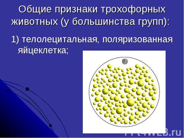 Общие признаки трохофорных животных (у большинства групп): 1) телолецитальная, поляризованная яйцеклетка;