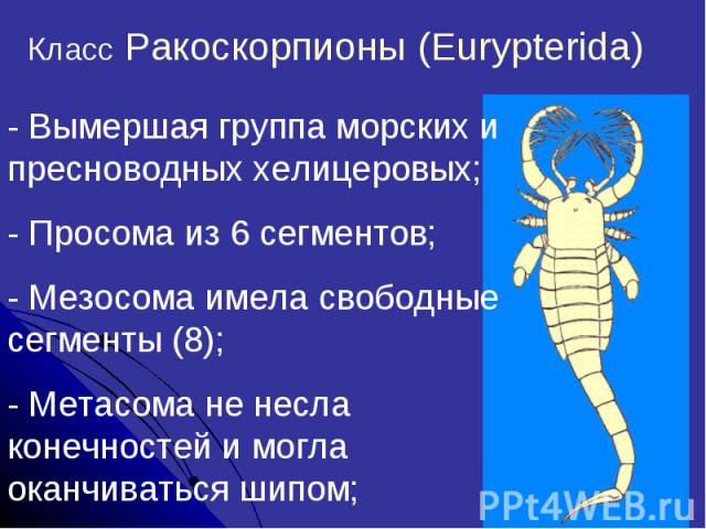 Класс Ракоскорпионы (Eurypterida)
