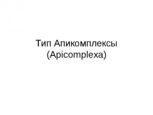 Тип Апикомплексы (Apicomplexa)