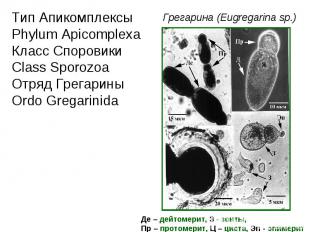 Тип Апикомплексы Phylum Apicomplexa Класс Споровики Class Sporozoa Отряд Грегари