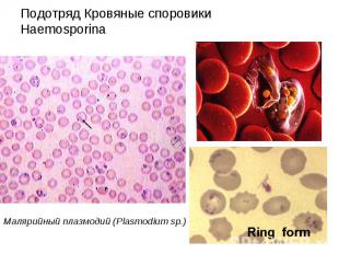 Подотряд Кровяные споровики Haemosporina